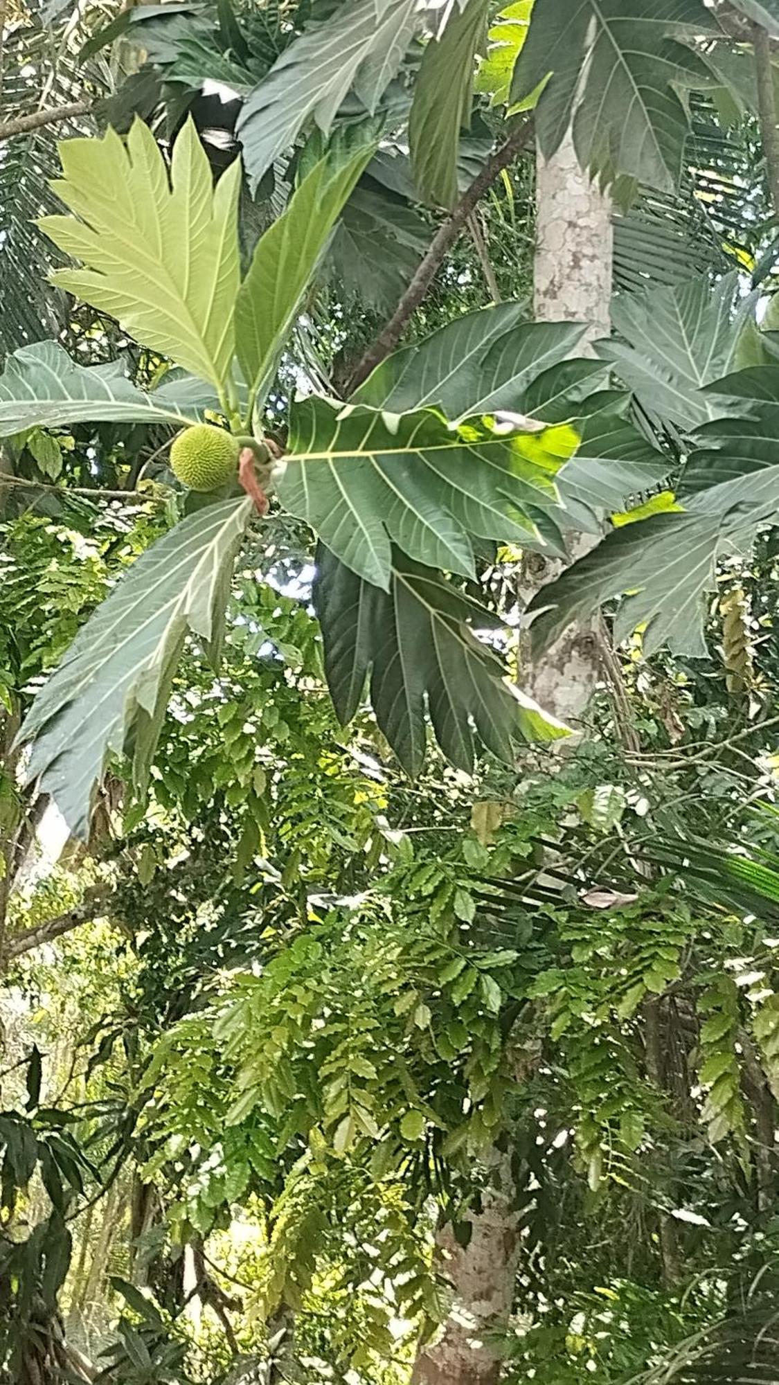 Casajungla Hostel 哈科 外观 照片